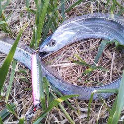 すべて小型のスレてないタチウオ君