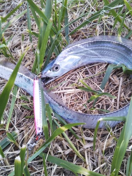 すべて小型のスレてないタチウオ君