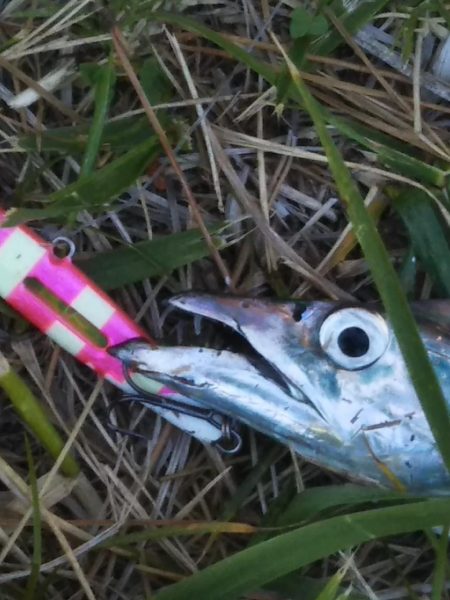 大潮最終日-夕マズメのタチウオジギング