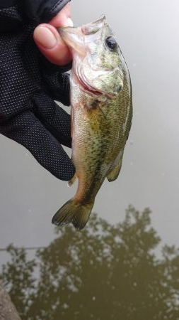 五三川 大雨の後の大増水