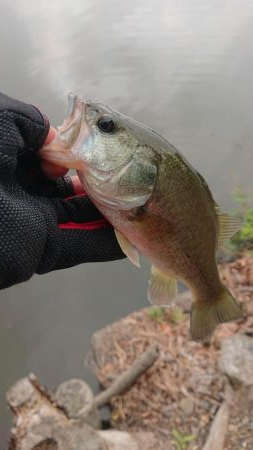 五三川 スピニングパワーフィネス