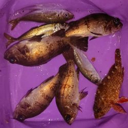 相変わらずのチビ