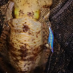 今期の記録更新