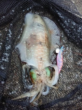 好状況ながら渋い