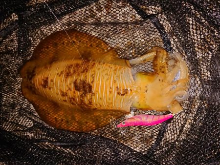 好状況ながら渋い