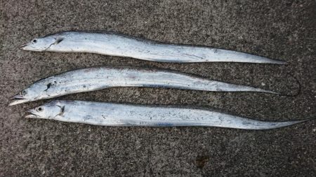 今シーズン初タチウオ