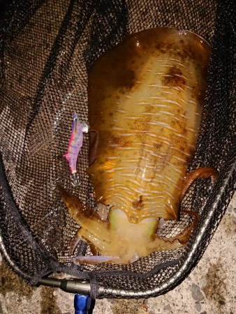 今期の記録更新