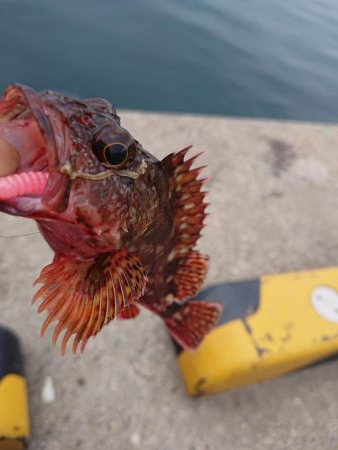 相変わらずのチビ