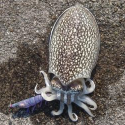 またまたｼﾘﾔｹｲｶ