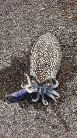 またまたｼﾘﾔｹｲｶ