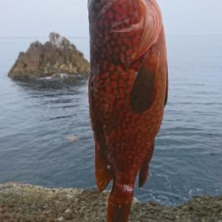 初ロックフィッシュ