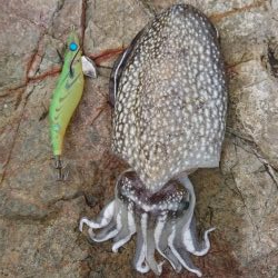 またまたまたｼﾘﾔｹｲｶ