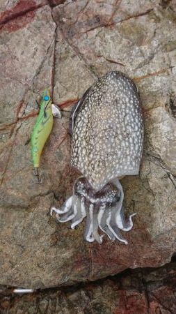 またまたまたｼﾘﾔｹｲｶ