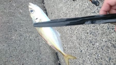 アジングからの…イワッシング(^_^;)