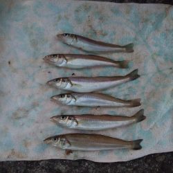 播磨新島のキス情報