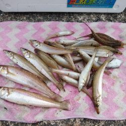 津居山港小島岩壁のキス情報