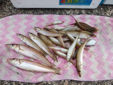 津居山港小島岩壁のキス情報