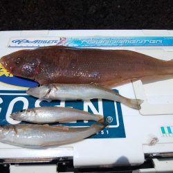 播磨新島のキス情報