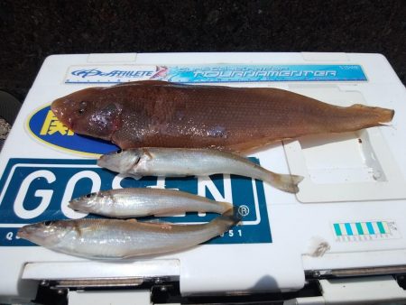 播磨新島のキス情報