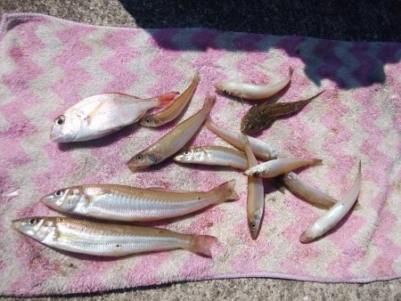 志筑周辺でキス狙い