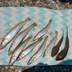 東二見西水道のキス情報