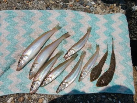 東二見西水道のキス情報