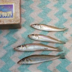 白灯台波止のキス情報