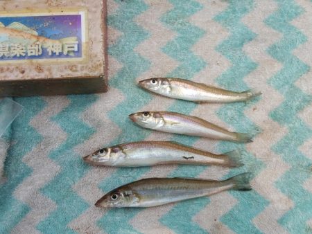 白灯台波止のキス情報