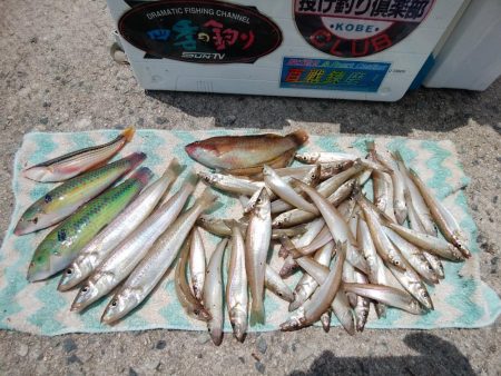 境水道でキス爆釣