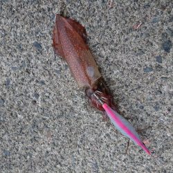 ケンサキイカ釣り