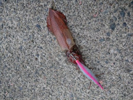 ケンサキイカ釣り