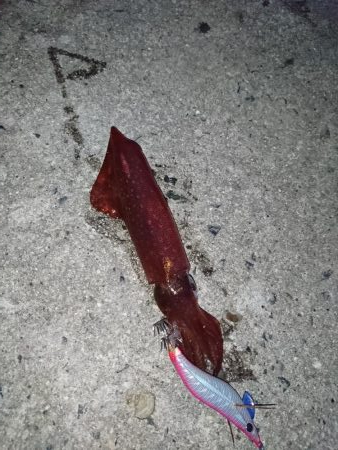 ケンサキエギング