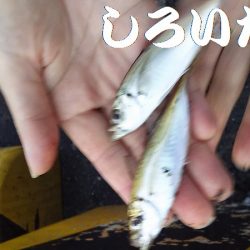 カタクチイワシとツバスなど、他にもいろいろ釣れました。