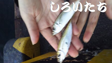 カタクチイワシとツバスなど、他にもいろいろ釣れました。