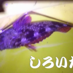 ガシラとメバル。