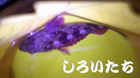 ガシラとメバル。