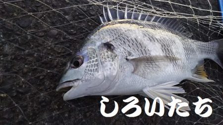 いろいろ釣れた。