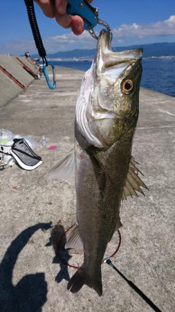 ムコイチ釣行で良型シーバス♪