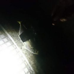 好調！！アジング短時間