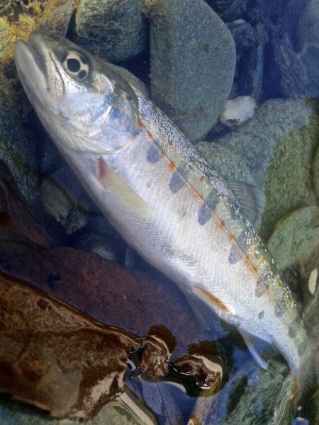 厳しい釣りの中やっと出た今季最大アマゴ