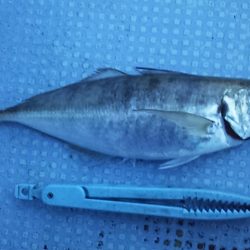 プラグで尺アジ