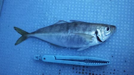 プラグで尺アジ