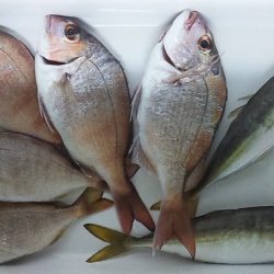 アジよりマダイ