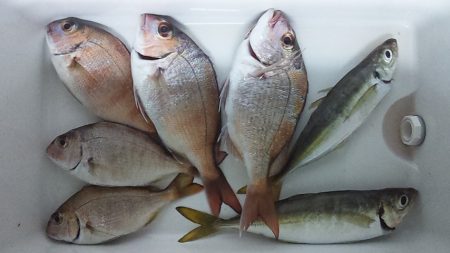 アジよりマダイ