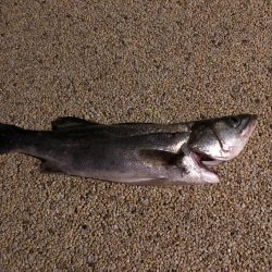 久しぶりのシーバス