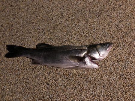 久しぶりのシーバス