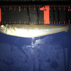 アジング とキス釣り