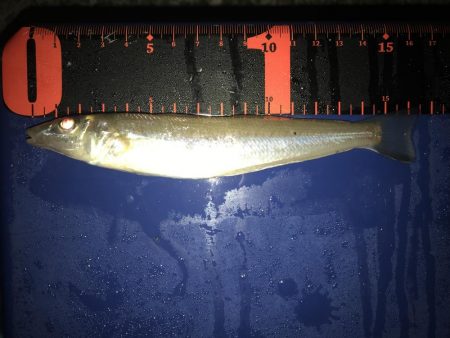 アジング とキス釣り