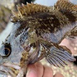 ライトゲーム釣果