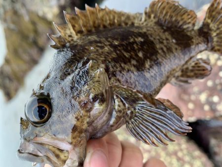 ライトゲーム釣果